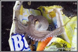 Octopus playing in plastic bag Lembeh 350D/70mm by Yves Antoniazzo 